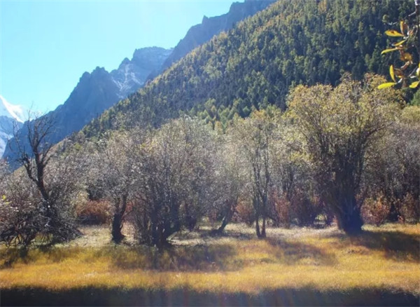 1545807430295143.jpg 2.jpg